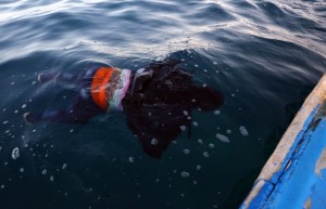 جثة أحد المهاجرين الغير شرعيين بعد غرق مركبهم قبالة سواحل مدينة طرابلس / يوليو 2014 