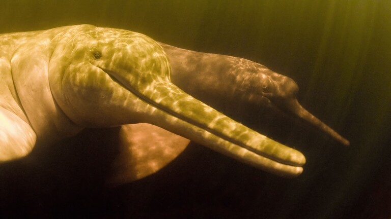 Discovery of an ancient giant dolphin in the Amazon