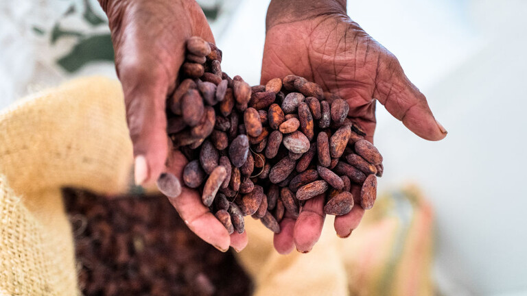 Due to the supply crisis, cocoa has become more expensive than copper