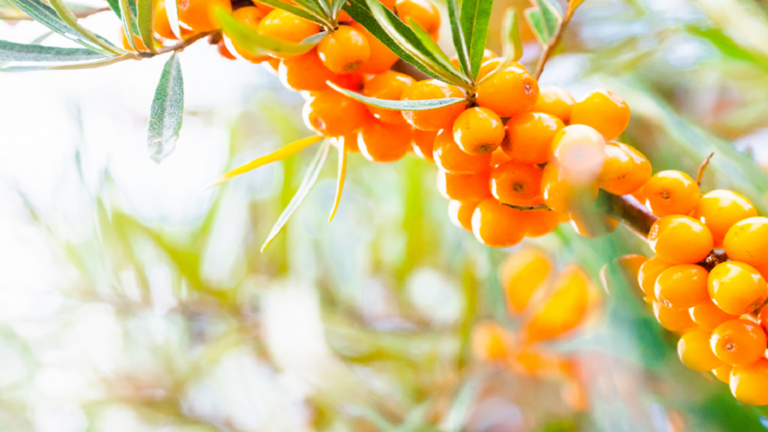 “Golden berries” may reduce the risk of diabetes and obesity