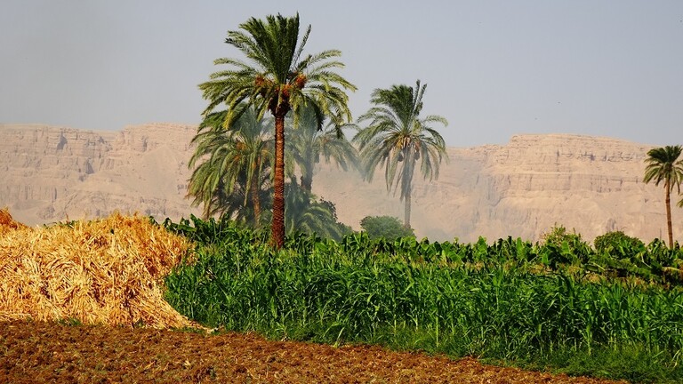 Egypt exports agricultural products worth .5 billion during the first quarter of this year