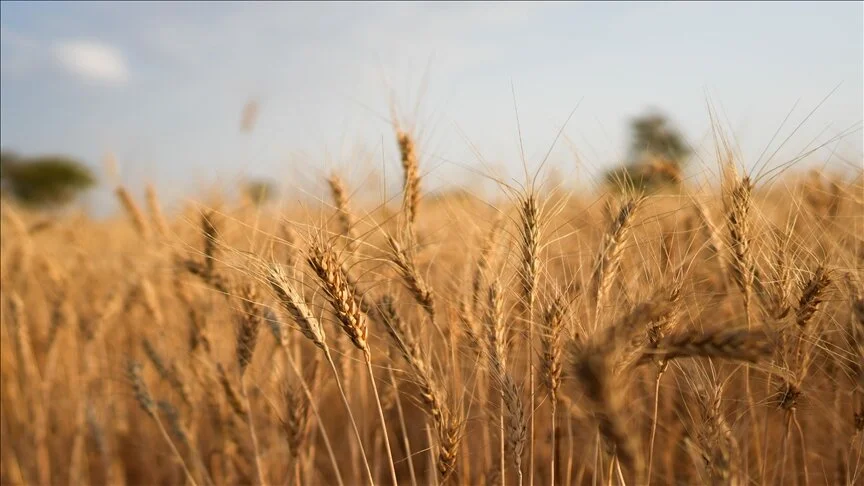 For a decade, Türkiye has been at the forefront of wheat flour exports