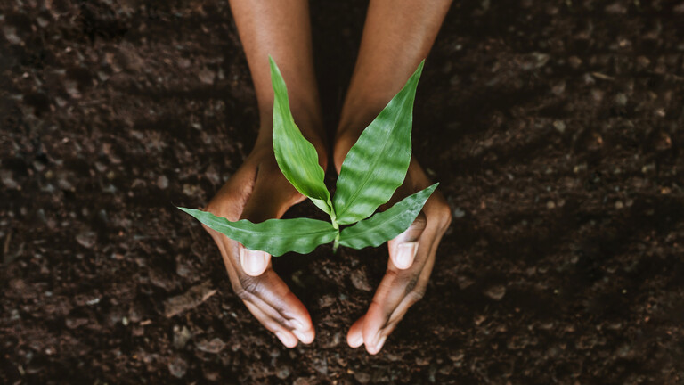 Study: Planting trees in the “wrong places” exacerbates global warming