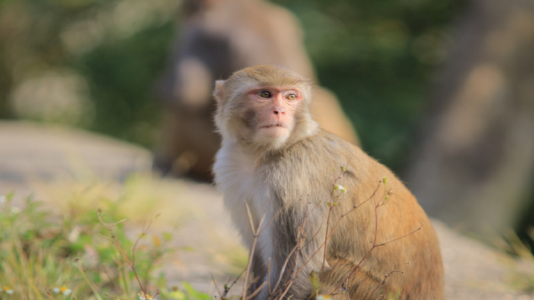 A monkey infects a man with a rare virus in Hong Kong