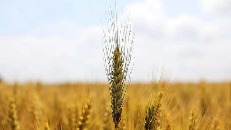 Egyptian Agriculture: We facilitated the sailing of a truck loaded with 63 thousand tons of wheat from Russian ports