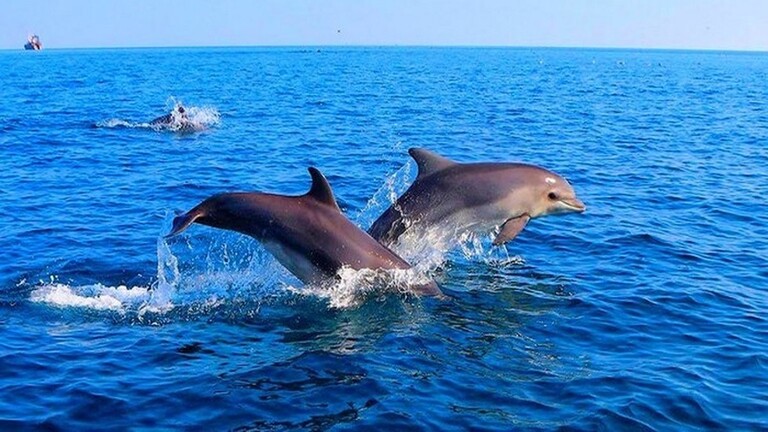 Russian scientists are creating a database of endangered dolphins