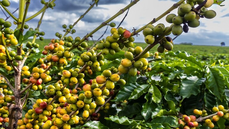 Global coffee prices are expected to rise by 25% after crop declines in Vietnam