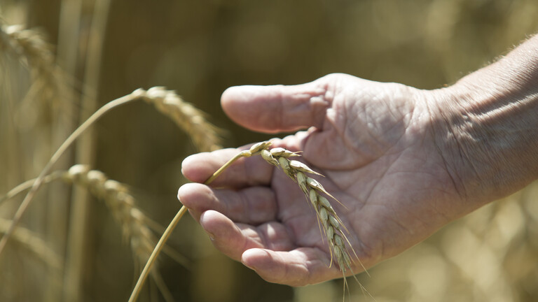 Sudan depends on Russia to provide it with wheat