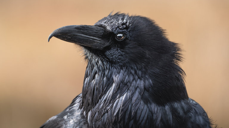 Examine: Crows can rely “out loud” similar to people