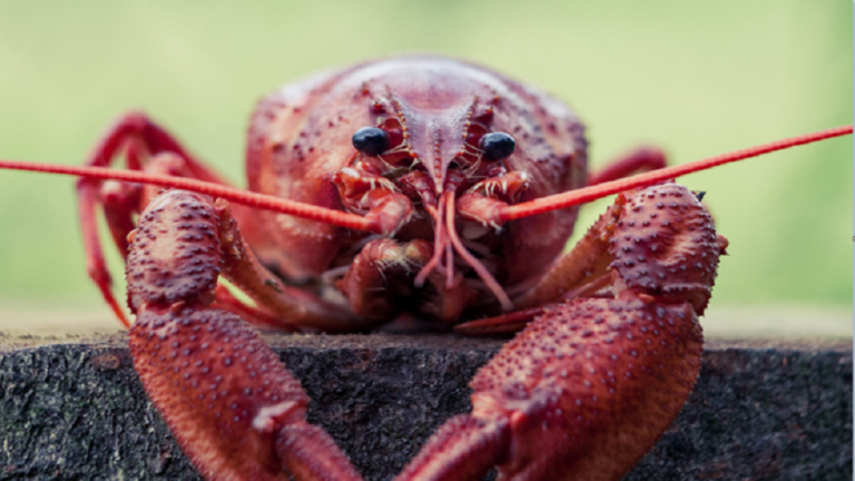 “Russian crab” invades the Chinese language market underneath the “Made in Russia” model