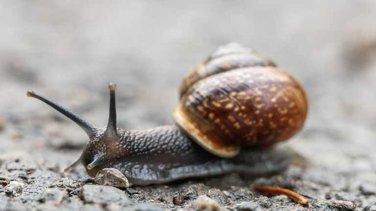 “Due to its prime quality.” A Spanish area spends about 4 million euros on importing Moroccan snails