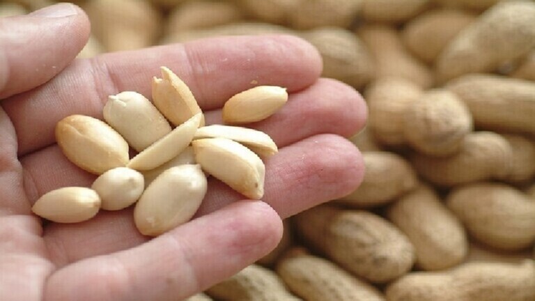 Examine: Consuming peanuts in childhood reduces the danger of growing an allergy to them