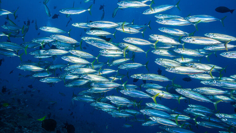 Examine: Sardines migrated from the coasts of Mauritania and Senegal in direction of Morocco