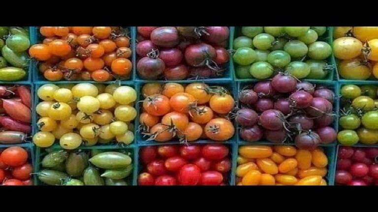 Sources of tomato colours and their dietary properties