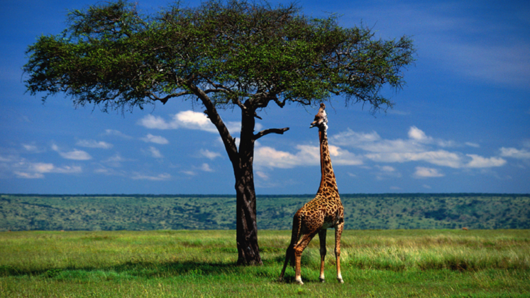 Why do giraffes have lengthy necks?