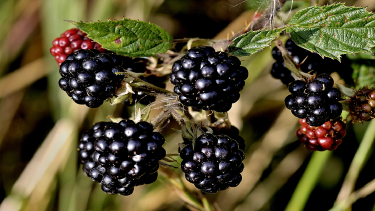 A brand new agricultural period…the event of the primary “seedless” blackberry selection on this planet