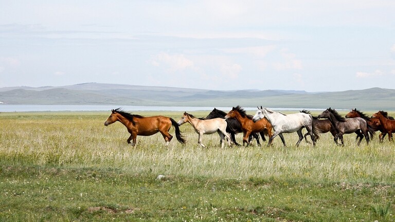 Scientists: Horse breeding in Eurasia started 4.2 thousand years in the past