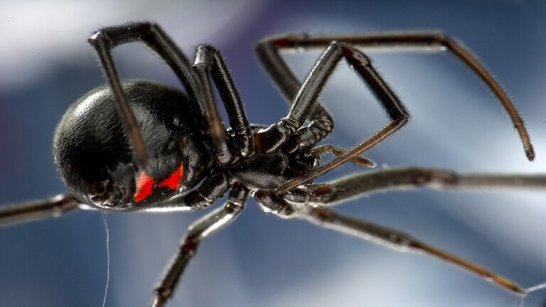 The primary of its variety: creating an antibody secure for people that may neutralize the venom of the black widow spider