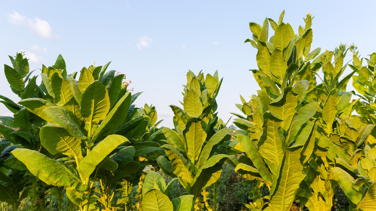 A tobacco-like plant that produces vitamins present in breast milk