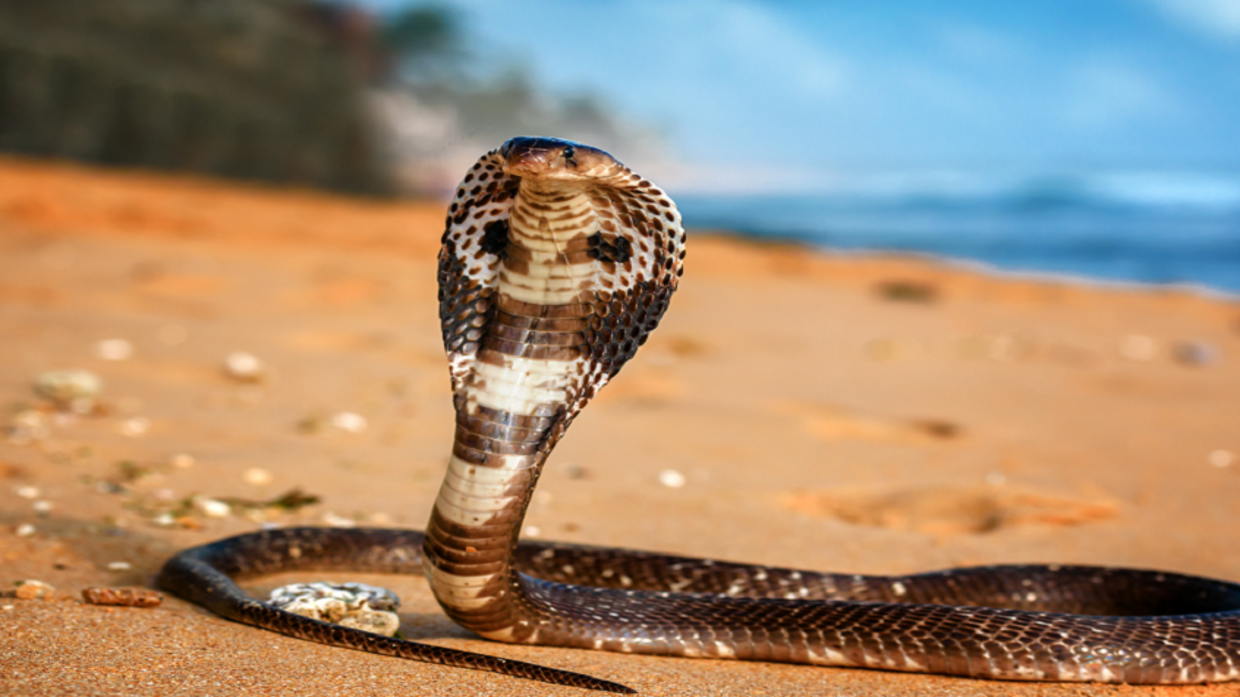 “Cheap and Safe”: Antidote Discovered for Deadly Cobra Venom