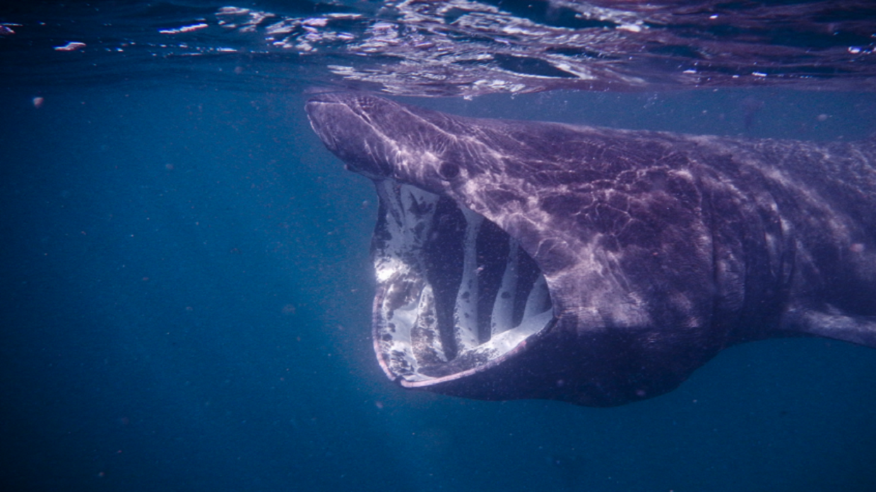 Boat collides with endangered shark