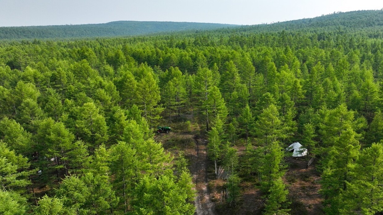 Study: Tree bark absorbs large amounts of methane from the atmosphere