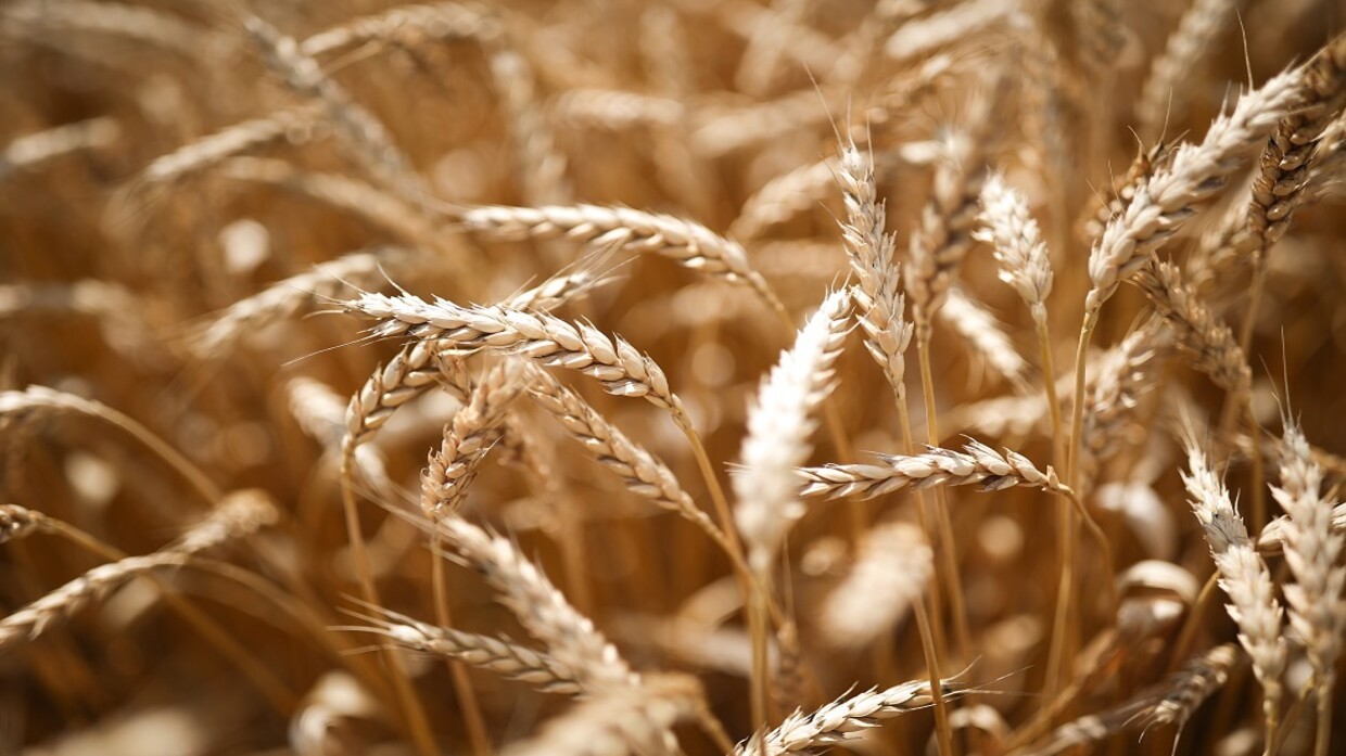 Egyptian government source reveals the amount of the country’s strategic wheat stock