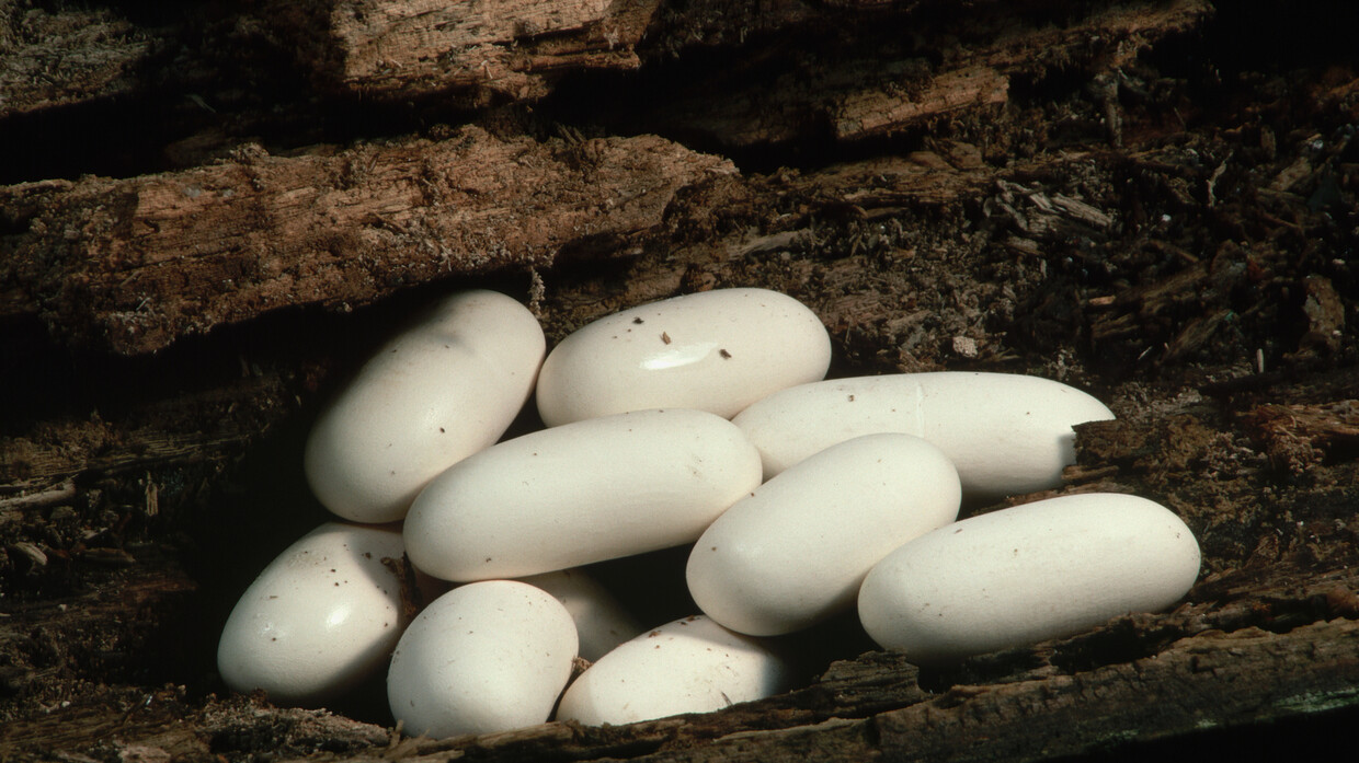 “From frozen semen”: The first successful operation to hatch rare snakes in the world