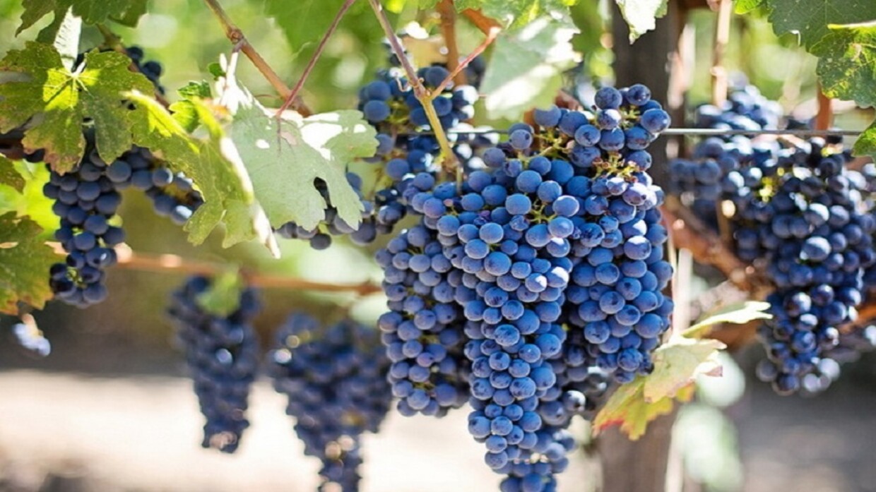 Russia.. developing the world’s first approach to modifying the genome of black grapes