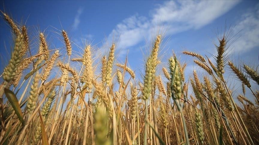 Tunisia’s Ambitious Plans to Boost Grain Production Amidst Severe Shortages