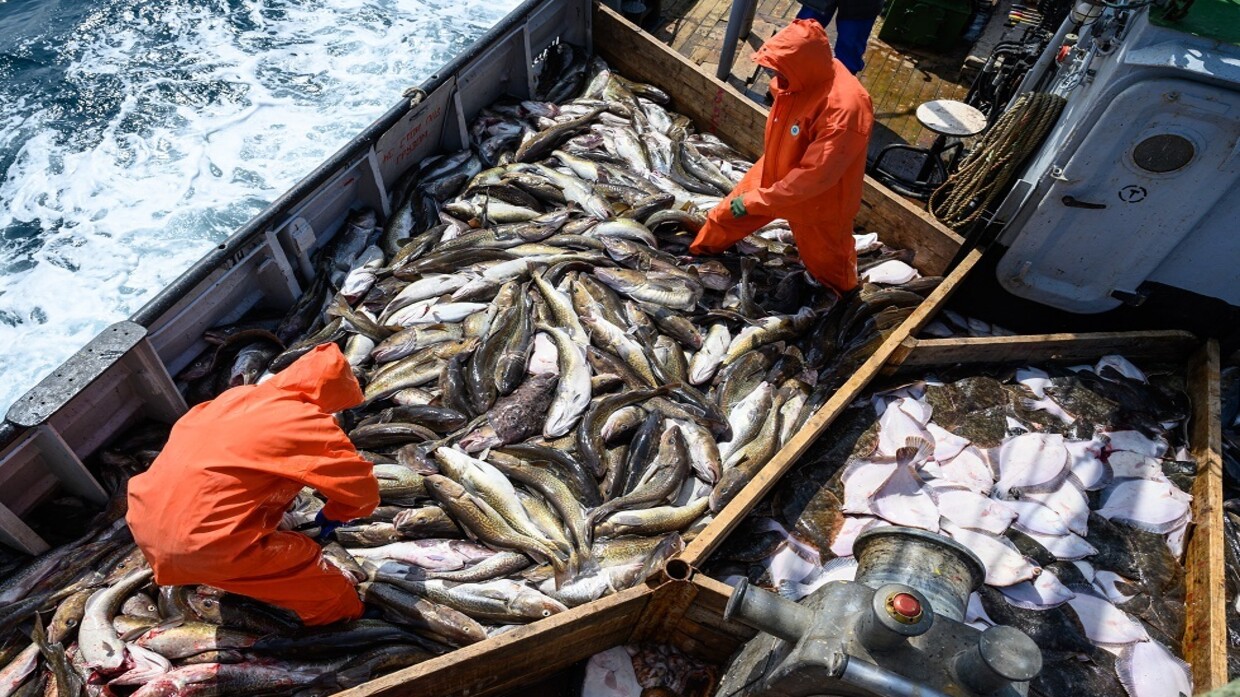 Israel, Poland and Denmark resume importing fish products from Russia