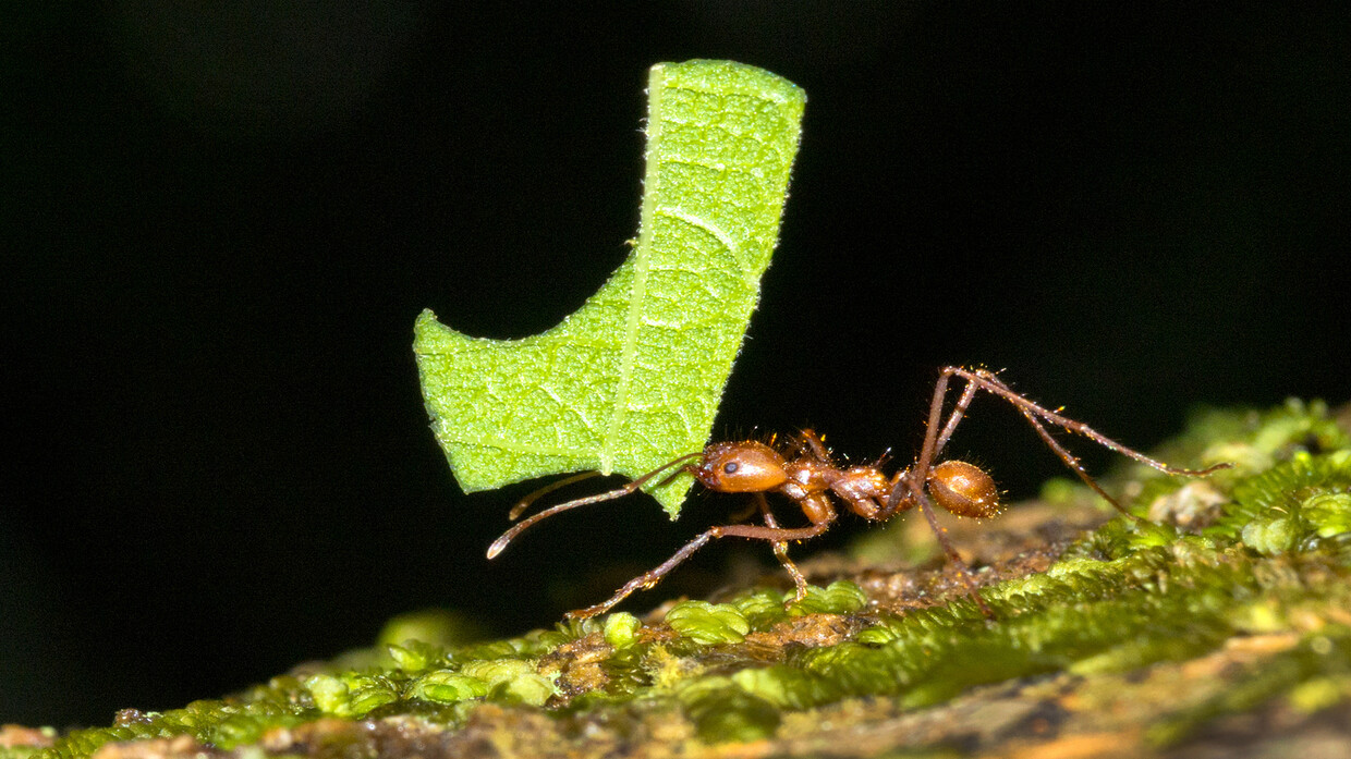 Colossal Collapse, Unlikely Rise: Unveiling the Ant Empire’s Miraculous Resilience in the Wake of Earth’s Darkest Hour