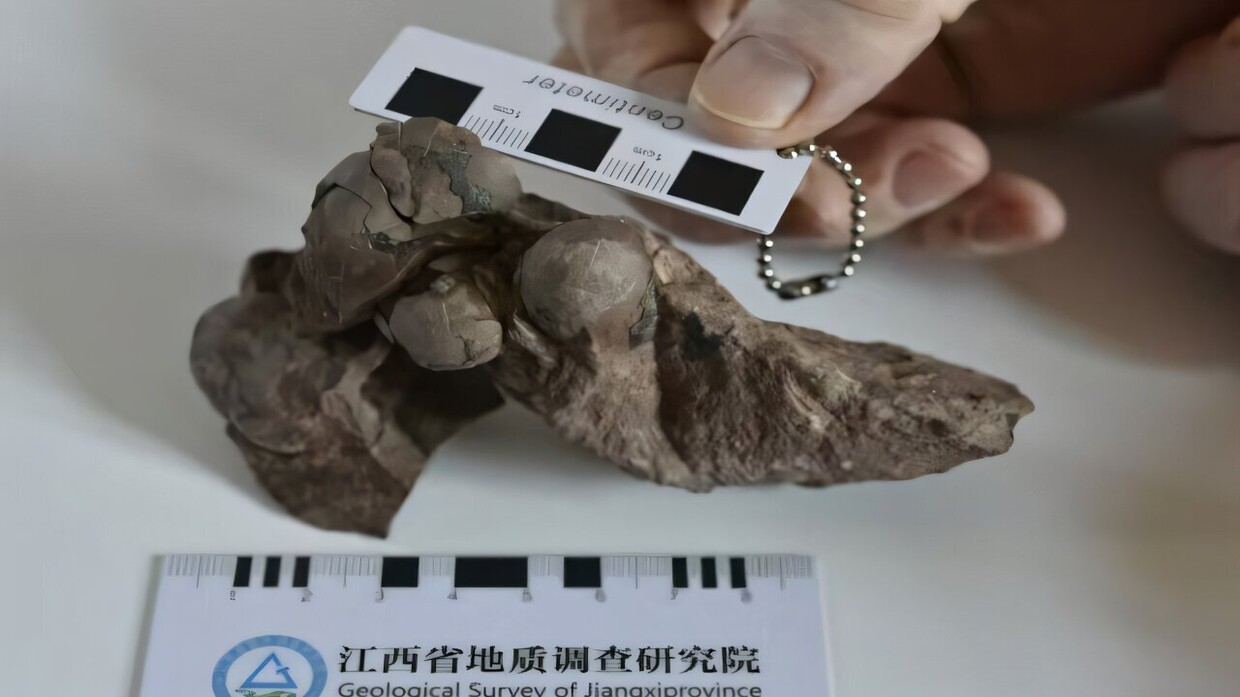 China.. The smallest dinosaur egg ever found!