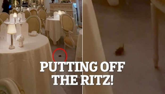 فأر على مائدة الخمس نجوم.. واقعة محرجة بفندق شهير في لندن