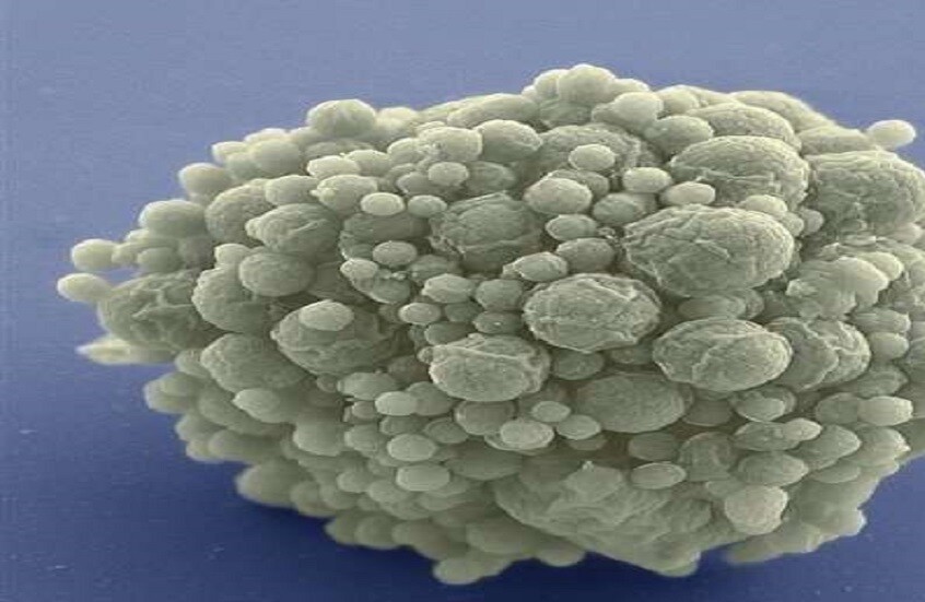 علماء يبتكرون أول بكتيريا اصطناعية بالكامل