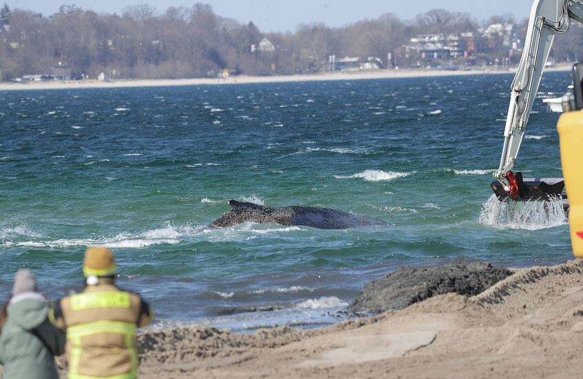 بعد أيام من محاولات إنقاذه.. حوت أحدب يعود إلى المياه المفتوحة قبالة السواحل الألمانية (صور)