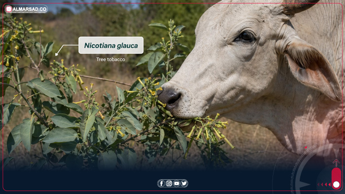 نفوق مفاجئ لأبقار جنوب مسة وتحذيرات من نبتة سامة