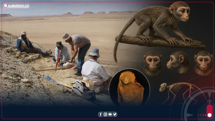 ليبيا – أحفورة من الصحراء الليبية تكشف عن “أغرب قرد عرفه العلماء”