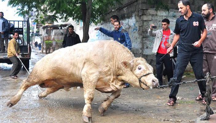 هروب عجل في حلب قبل ذبحه للأضحية.. وأنباء عن ظهوره قرب الحدود العراقية